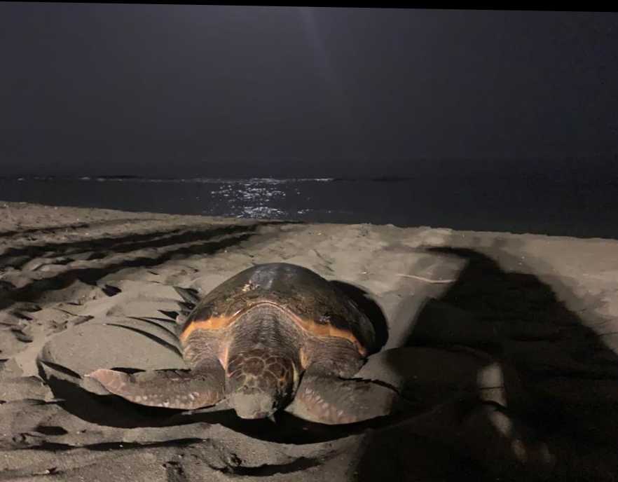 Una tartaruga marina deposita le sue uova a Ostia